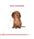 Royal Canin Cachorro Dachshund 3kg - Alimento