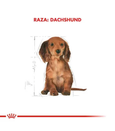 Royal Canin Cachorro Dachshund 3kg - Alimento