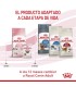 Royal Canin Kitten 36 2kg