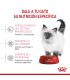 Royal Canin Kitten 36 7.5kg