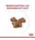 Royal Canin Kitten 36 7.5kg
