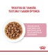 Royal Canin Kitten: Alimento Húmedo Premium para Gatitos Sanos