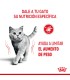 Royal Canin Light Weight Care: Alimento Gatos Control de Peso 7.5kg