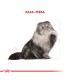 Royal Canin Persian 1.5kg