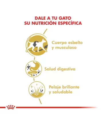 Royal Canin Siamese 1.5kg | Alimento Premium para Gatos Siameses