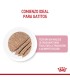 Royal Canin Babycat: Alimento Premium para Gatitos Recién Destetados