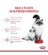 Royal Canin Babycat: Alimento Premium para Gatitos Recién Destetados