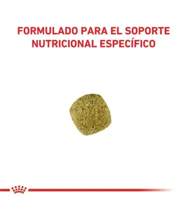 Royal Canin Diabetic | Alimento Especial para Gatos Diabéticos 1.5kg