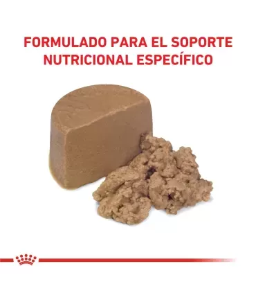 Royal Canin Recovery: Recuperación Nutricional para Mascotas Enfermas