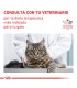 Royal Canin Recovery: Recuperación Nutricional para Mascotas Enfermas