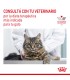 Royal Canin Anallergenic Feline 1.5kg para gatos con alergias severas