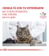 Royal Canin Gato Castrado: Control de Peso Óptimo 3kg