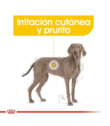 Royal Canin Maxi Dermacomfort 10kg | Cuidado Piel Perros Grandes