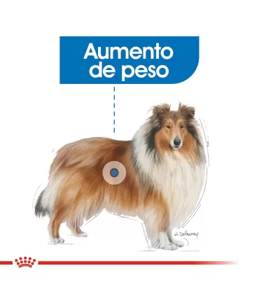 Royal Canin Maxi Weight Care 10kg | Alimento Control Peso Perros