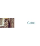 Gatos